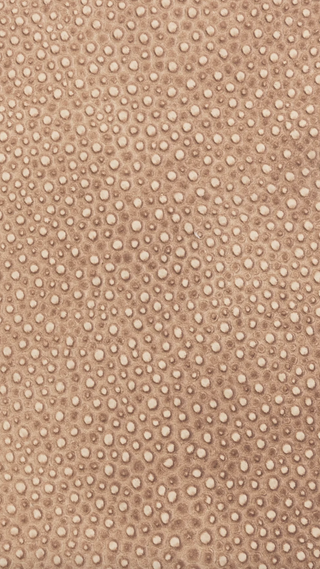 Classic Leather - Fawn