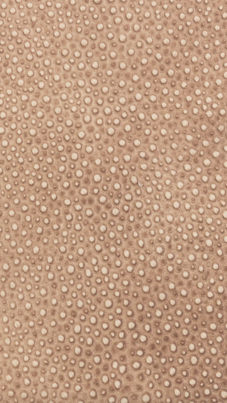 Narrow Leather - Fawn